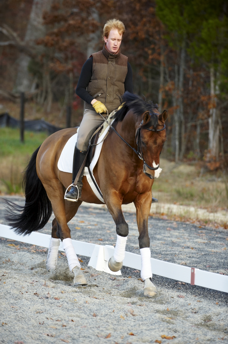 dressage horse with impulsion