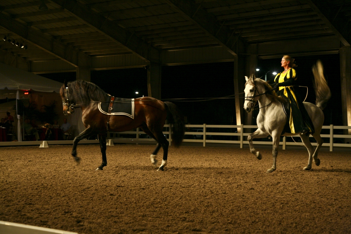 Lusitano demonstration
