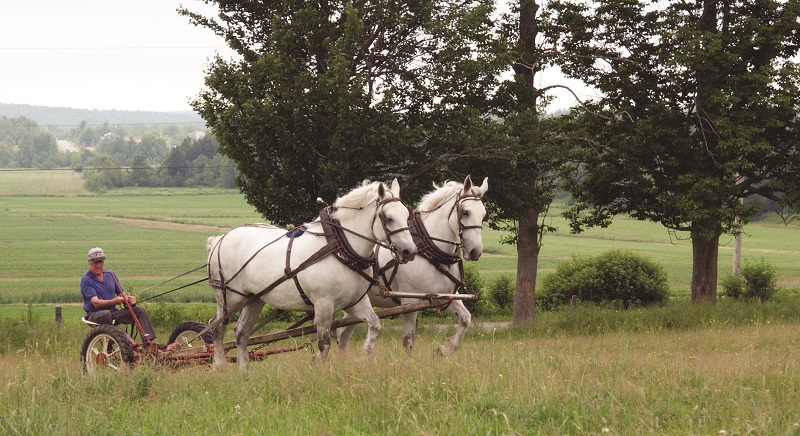 Percheron horse, percheron parade horses, percheron transportation, percheron agricultural work, percheron cavalry horse, percheron heavy artillery horse, percheron meat horse, percheron carriage horse, percheron farm horse, percheron logging horse, percheron saddle horse, Shady Creek Farm, Lucasia Ranch, Percheron matrilineal line, Canadian Percheron Association, Norman-Percherons Percheron horse, percheron parade horses, percheron transportation, percheron agricultural work, percheron cavalry horse, percheron heavy artillery horse, percheron meat horse, percheron carriage horse, percheron farm horse, percheron logging horse, percheron saddle horse, Shady Creek Farm, Lucasia Ranch, Percheron matrilineal line, Canadian Percheron Association, Norman-Percherons