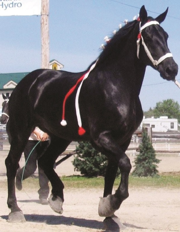 Percheron horse, percheron parade horses, percheron transportation, percheron agricultural work, percheron cavalry horse, percheron heavy artillery horse, percheron meat horse, percheron carriage horse, percheron farm horse, percheron logging horse, percheron saddle horse, Shady Creek Farm, Lucasia Ranch, Percheron matrilineal line, Canadian Percheron Association, Norman-Percherons Percheron horse, percheron parade horses, percheron transportation, percheron agricultural work, percheron cavalry horse, percheron heavy artillery horse, percheron meat horse, percheron carriage horse, percheron farm horse, percheron logging horse, percheron saddle horse, Shady Creek Farm, Lucasia Ranch, Percheron matrilineal line, Canadian Percheron Association, Norman-Percherons