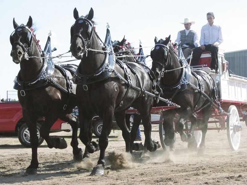 Percheron horse, percheron parade horses, percheron transportation, percheron agricultural work, percheron cavalry horse, percheron heavy artillery horse, percheron meat horse, percheron carriage horse, percheron farm horse, percheron logging horse, percheron saddle horse, Shady Creek Farm, Lucasia Ranch, Percheron matrilineal line, Canadian Percheron Association, Norman-Percherons Percheron horse, percheron parade horses, percheron transportation, percheron agricultural work, percheron cavalry horse, percheron heavy artillery horse, percheron meat horse, percheron carriage horse, percheron farm horse, percheron logging horse, percheron saddle horse, Shady Creek Farm, Lucasia Ranch, Percheron matrilineal line, Canadian Percheron Association, Norman-Percherons