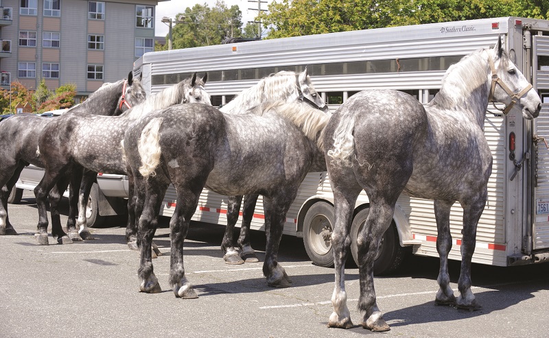Percheron horse, percheron parade horses, percheron transportation, percheron agricultural work, percheron cavalry horse, percheron heavy artillery horse, percheron meat horse, percheron carriage horse, percheron farm horse, percheron logging horse, percheron saddle horse, Shady Creek Farm, Lucasia Ranch, Percheron matrilineal line, Canadian Percheron Association, Norman-Percherons Percheron horse, percheron parade horses, percheron transportation, percheron agricultural work, percheron cavalry horse, percheron heavy artillery horse, percheron meat horse, percheron carriage horse, percheron farm horse, percheron logging horse, percheron saddle horse, Shady Creek Farm, Lucasia Ranch, Percheron matrilineal line, Canadian Percheron Association, Norman-Percherons