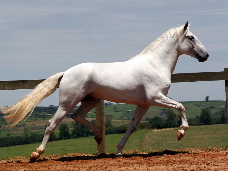 Iberian Peninsula, Iberian horse, horse history, equine history, Lusitano Iberian Peninsula, Iberian horse, horse history, equine history, Lusitano