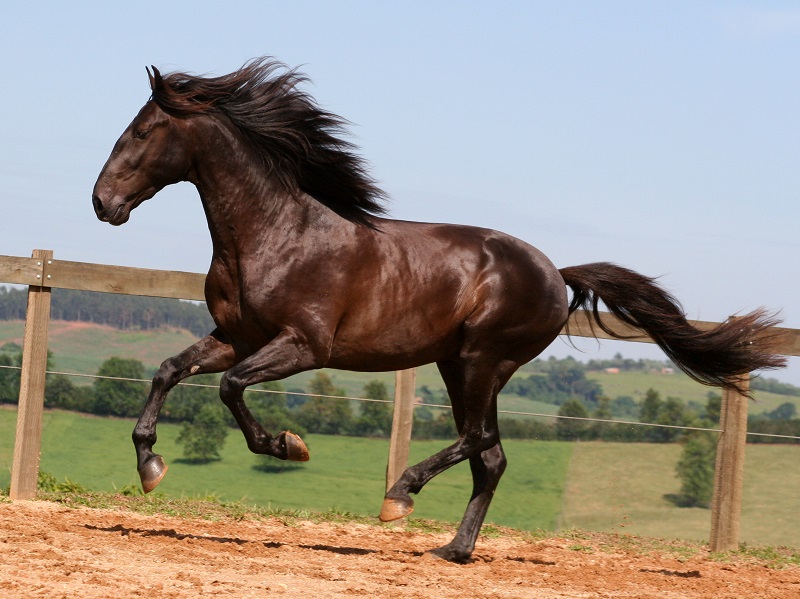 Iberian Peninsula, Iberian horse, horse history, equine history, Lusitano Iberian Peninsula, Iberian horse, horse history, equine history, Lusitano