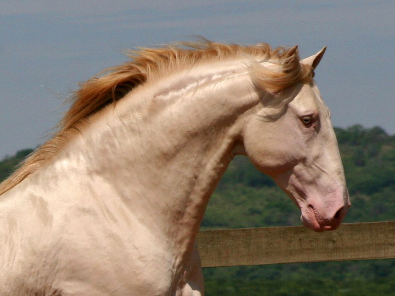 Iberian Peninsula, Iberian horse, horse history, equine history, Lusitano Iberian Peninsula, Iberian horse, horse history, equine history, Lusitano