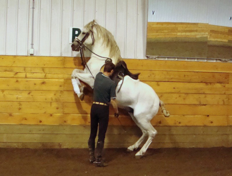 Iberian Peninsula, Iberian horse, horse history, equine history, Lusitano Iberian Peninsula, Iberian horse, horse history, equine history, Lusitano
