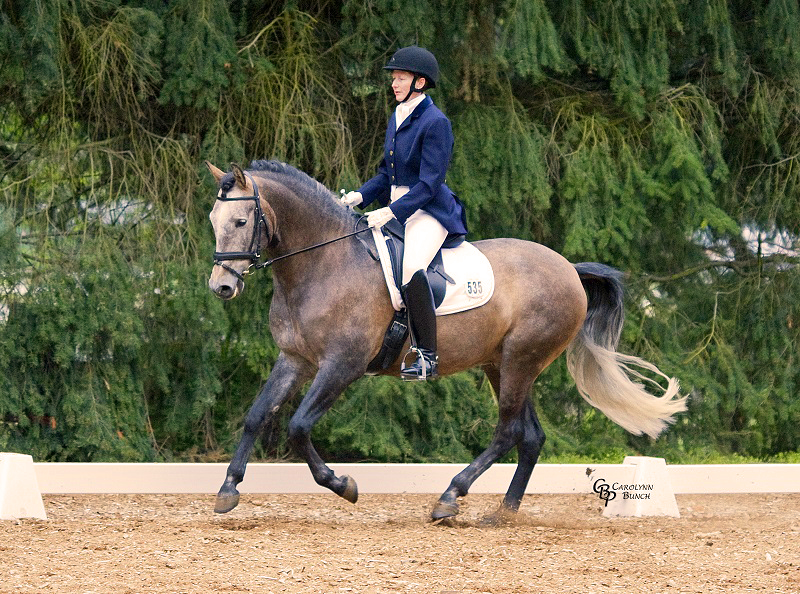 Iberian Peninsula, Iberian horse, horse history, equine history, Lusitano Iberian Peninsula, Iberian horse, horse history, equine history, Lusitano