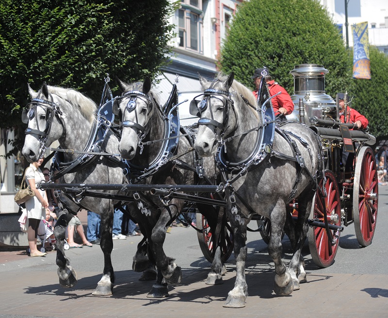 Percheron horse, percheron parade horses, percheron transportation, percheron agricultural work, percheron cavalry horse, percheron heavy artillery horse, percheron meat horse, percheron carriage horse, percheron farm horse, percheron logging horse, percheron saddle horse, Shady Creek Farm, Lucasia Ranch, Percheron matrilineal line, Canadian Percheron Association, Norman-Percherons Percheron horse, percheron parade horses, percheron transportation, percheron agricultural work, percheron cavalry horse, percheron heavy artillery horse, percheron meat horse, percheron carriage horse, percheron farm horse, percheron logging horse, percheron saddle horse, Shady Creek Farm, Lucasia Ranch, Percheron matrilineal line, Canadian Percheron Association, Norman-Percherons