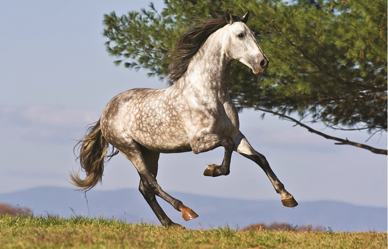 Iberian Peninsula, Iberian horse, horse history, equine history, Lusitano Iberian Peninsula, Iberian horse, horse history, equine history, Lusitano