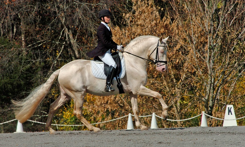 Iberian Peninsula, Iberian horse, horse history, equine history, Lusitano Iberian Peninsula, Iberian horse, horse history, equine history, Lusitano