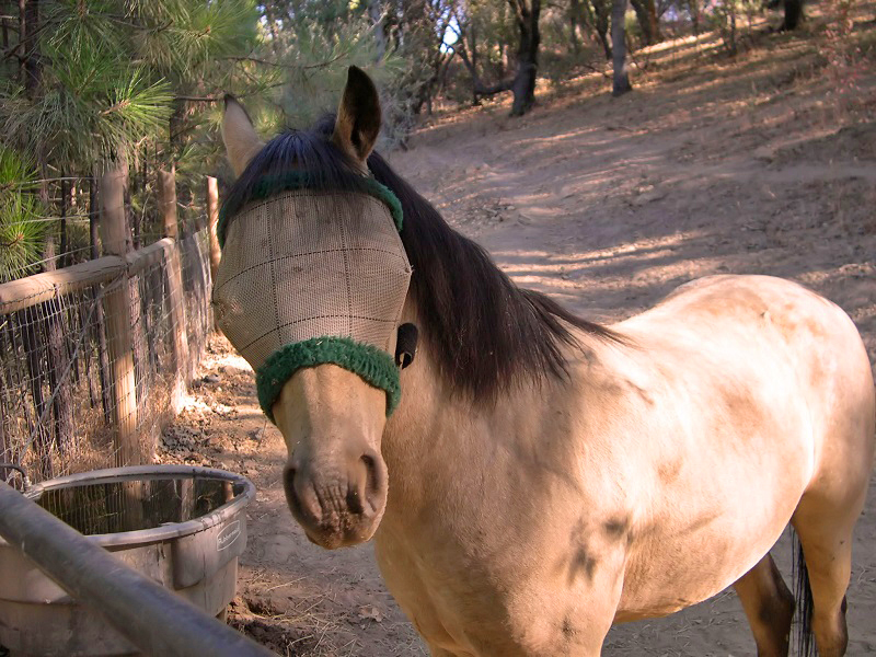Fly Control for Horse, fly control for barn, horse deworming, horse vaccinations, fly mask horse, sticky traps, fly repellent Fly Control for Horse, fly control for barn, horse deworming, horse vaccinations, fly mask horse, sticky traps, fly repellent