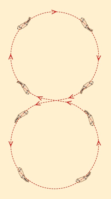 counter canter, figure-8, reining training