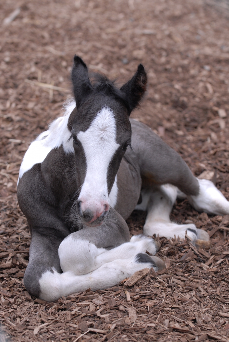 Young foal