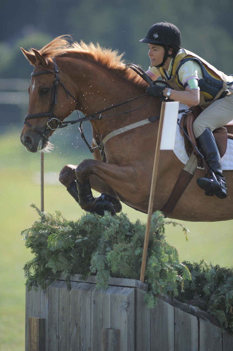 horse jumping with impulsion
