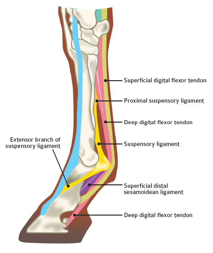 Suspensory Ligament Injuries: Advances in Diagnosis and Treatment ...