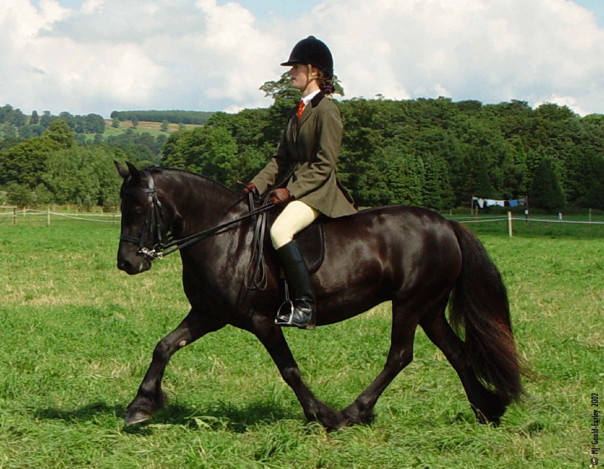 The Fell Pony A Heritage Classic Horse Journals