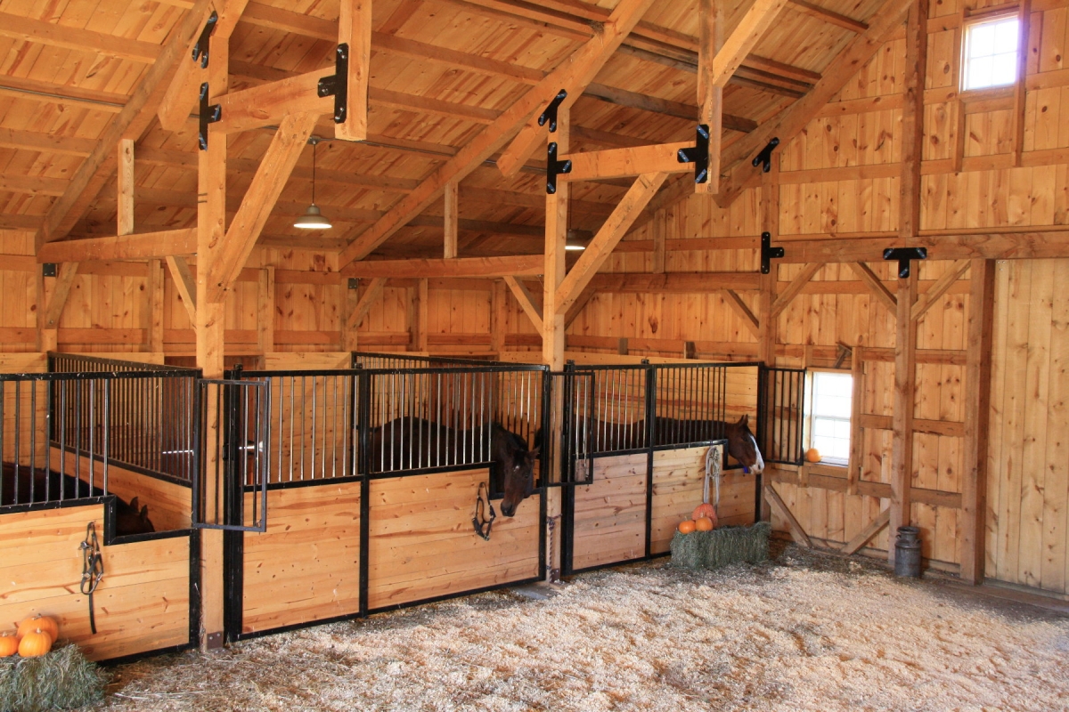 Summer Horse Equine Stable Barn Farm