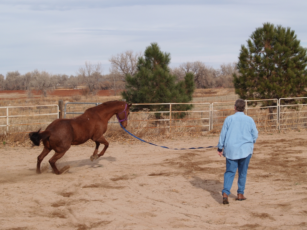 Lunging for Horse & Rider Horse Journals