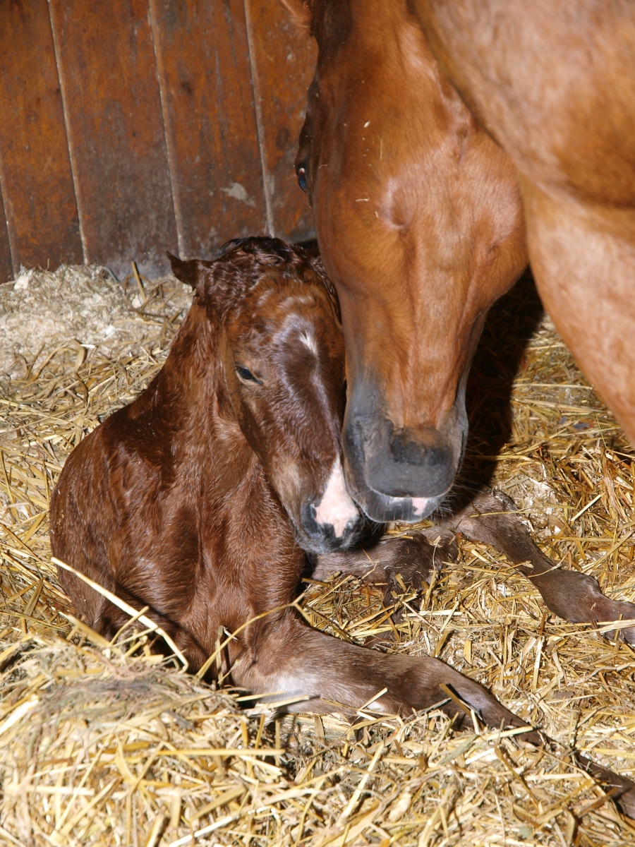 foal birth, broodmare, mare foal