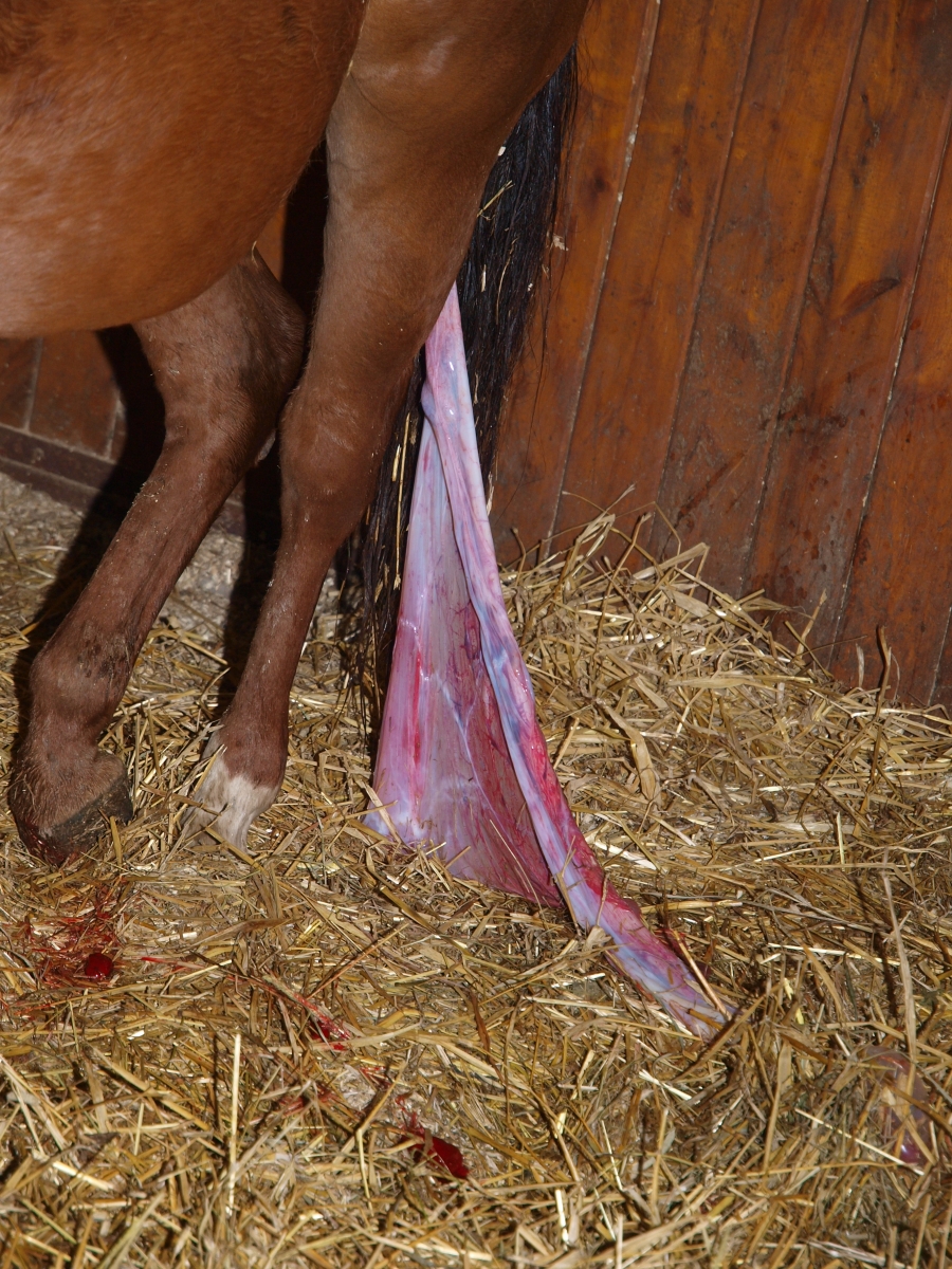 foal
