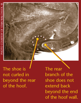 Farrier Horse Shoeing