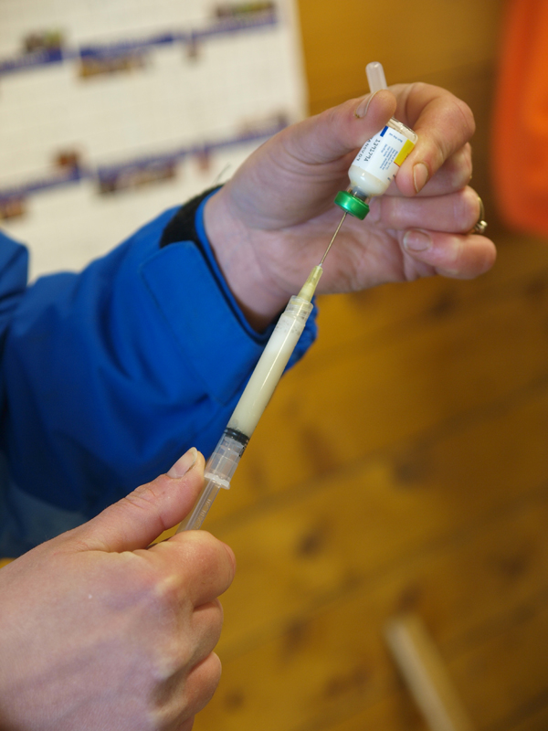 Horse injection, equine injection, Intramuscular injections horses, IM horses, Subcutaneous injections horses, Intravenous injections horses, injection sites horses, sterile syringes and needles horses, administering horse medication Horse injection, equine injection, Intramuscular injections horses, IM horses, Subcutaneous injections horses, Intravenous injections horses, injection sites horses, sterile syringes and needles horses, administering horse medication