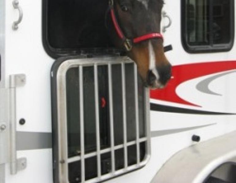 Successfully Transporting Horses with Fractures