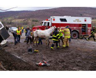 Dealing with Equine Emergencies