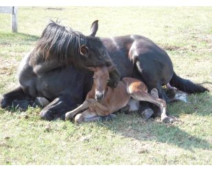 Oxygen Deprivation in Newborn Foals