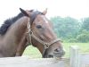 horse cribbing on fence