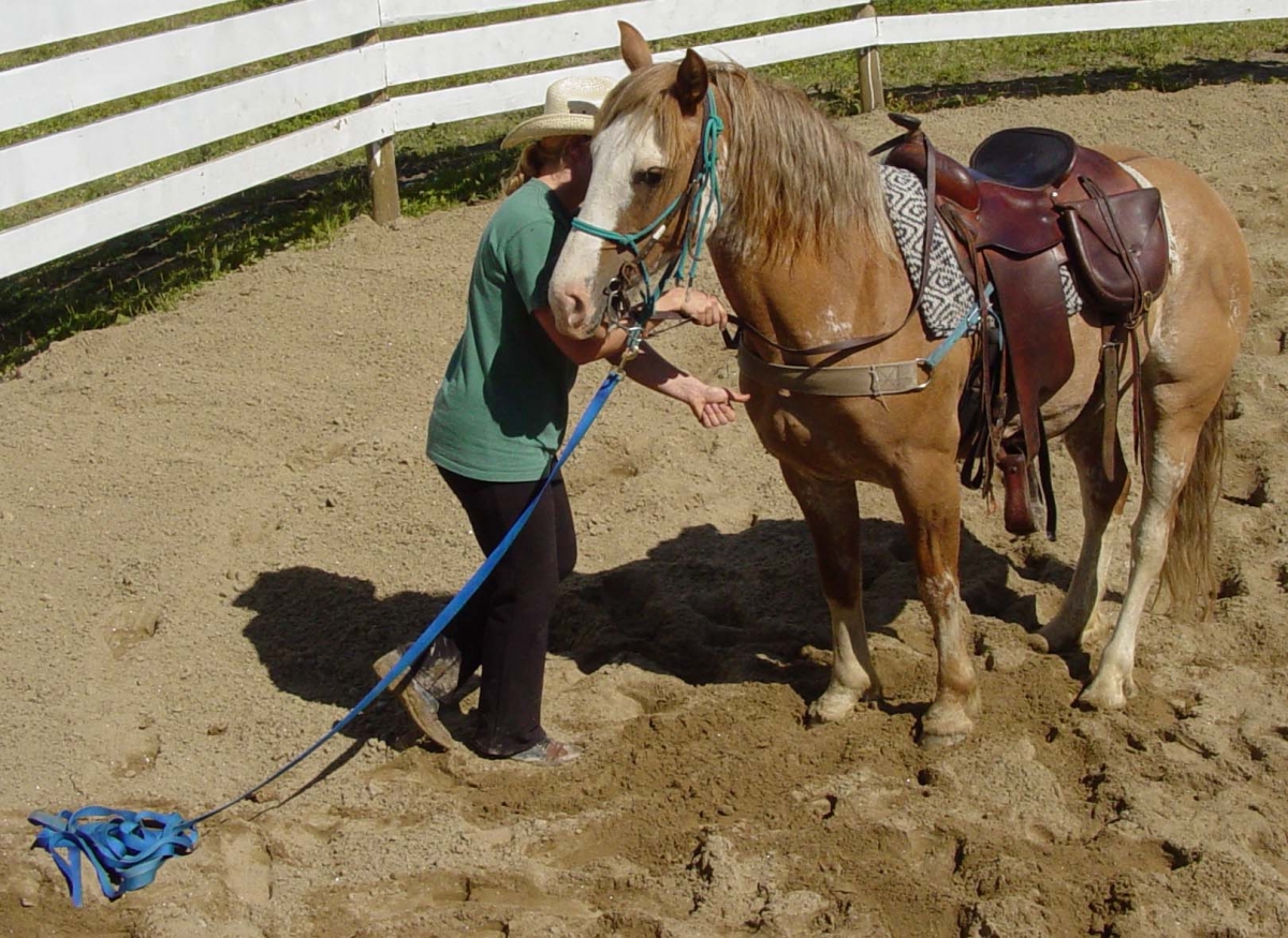 horse trail riding tips, horse riding near home, trail riding young horse horse trail riding tips, horse riding near home, trail riding young horse