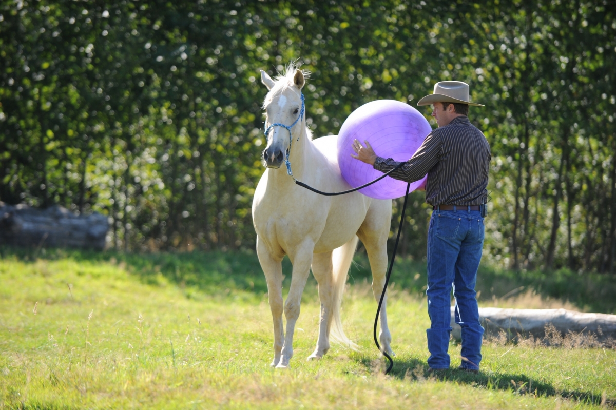 desensitizing the horse, Horsemanship Horse Training, restarting horse training, jonathan field, training young horse