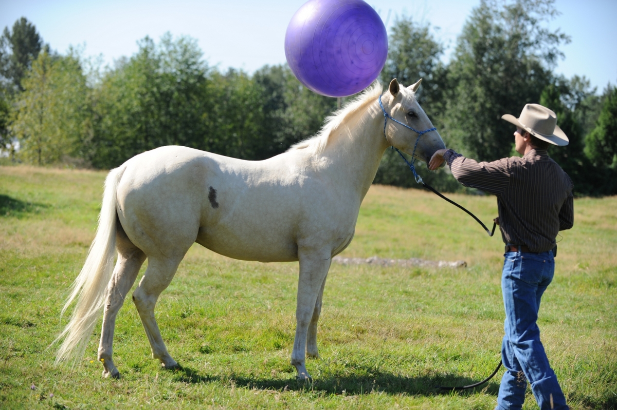 desensitizing the horse, Horsemanship Horse Training, restarting horse training, jonathan field, training young horse