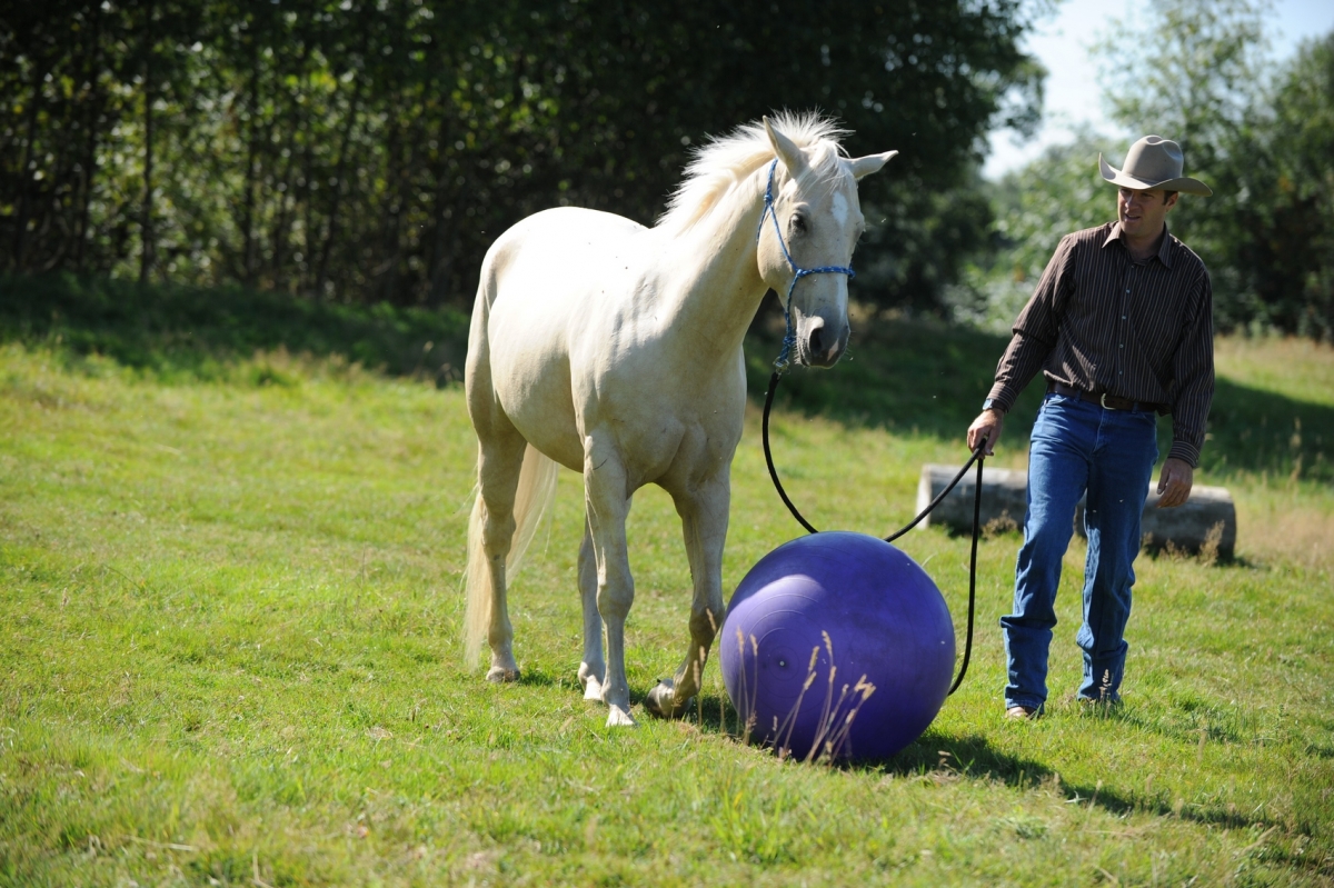 desensitizing the horse, Horsemanship Horse Training, restarting horse training, jonathan field, training young horse