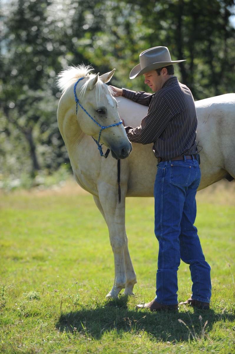 desensitizing the horse, Horsemanship Horse Training, restarting horse training, jonathan field, training young horse, equine neutral Lateral Bends, Disengaging the horse Hindquarters, Mounting horse from Both Sides