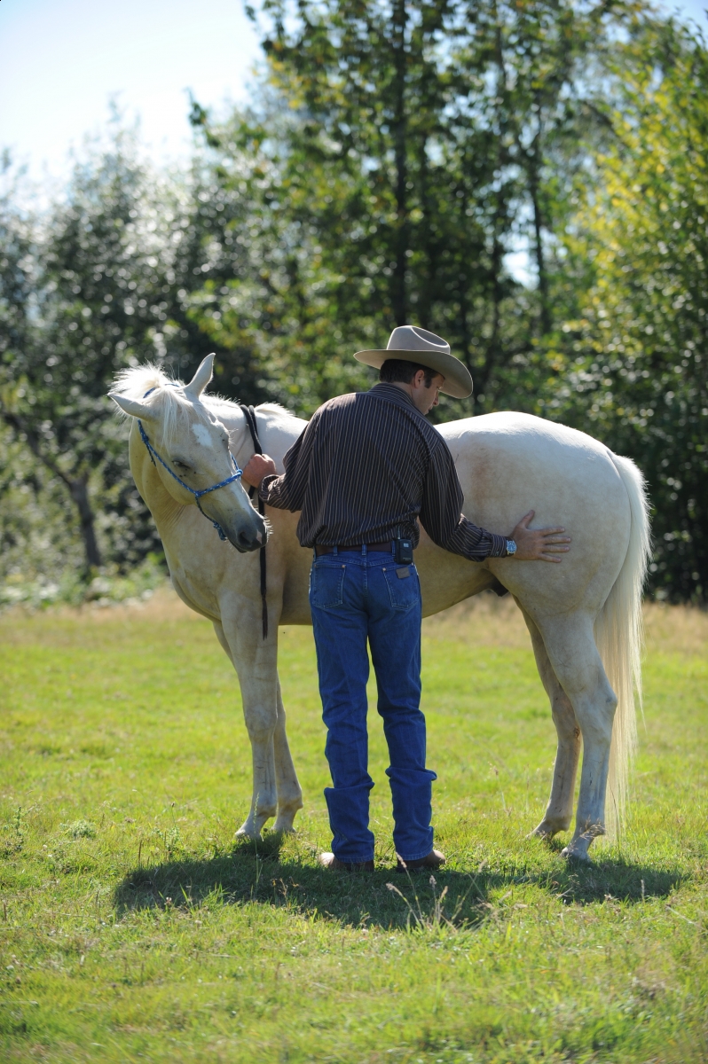 desensitizing the horse, Horsemanship Horse Training, restarting horse training, jonathan field, training young horse, equine neutral Lateral Bends, Disengaging the horse Hindquarters, Mounting horse from Both Sides