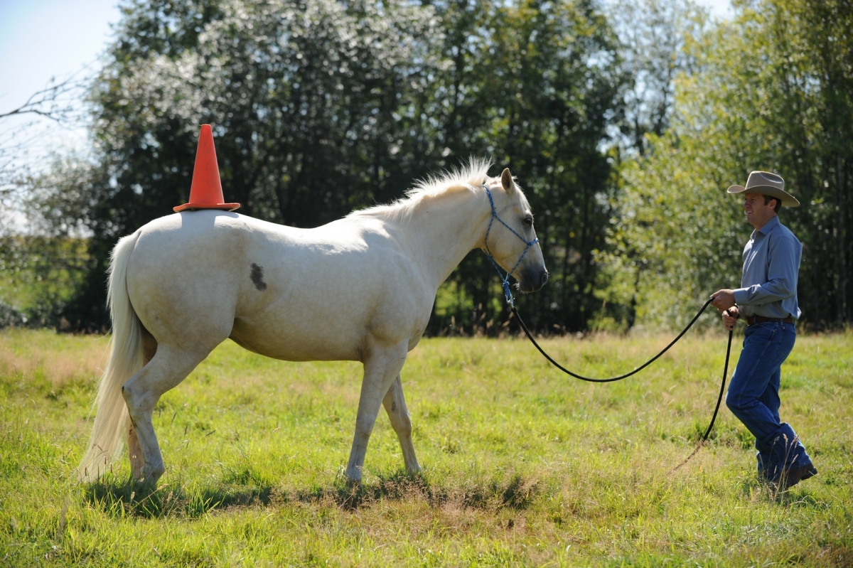 desensitizing the horse, Horsemanship Horse Training, restarting horse training, jonathan field, training young horse
