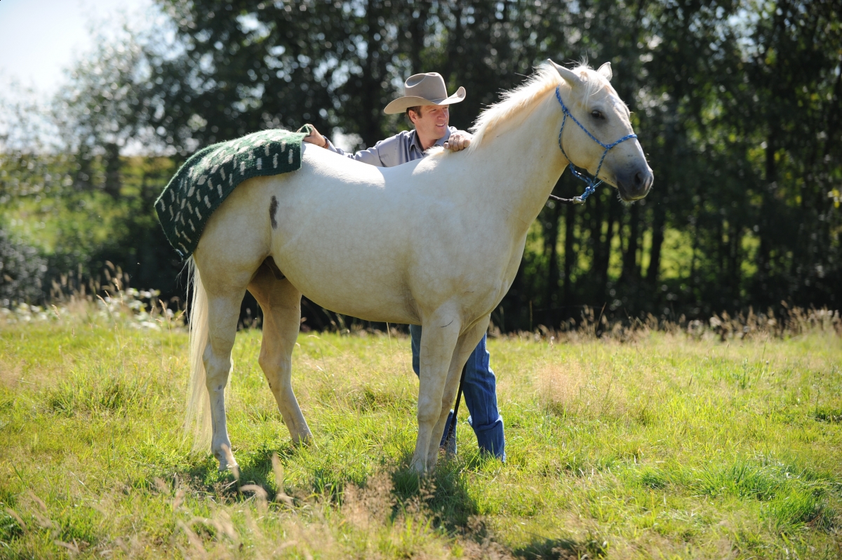 desensitizing the horse, Horsemanship Horse Training, restarting horse training, jonathan field, training young horse, equine neutral Lateral Bends, Disengaging the horse Hindquarters, Mounting horse from Both Sides