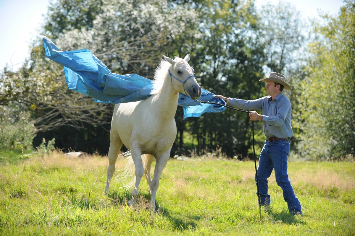 desensitizing the horse, Horsemanship Horse Training, restarting horse training, jonathan field, training young horse