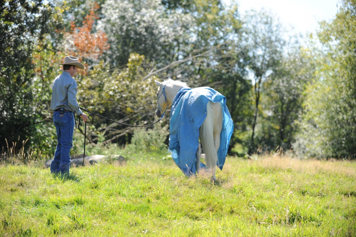 desensitizing the horse, Horsemanship Horse Training, restarting horse training, jonathan field, training young horse