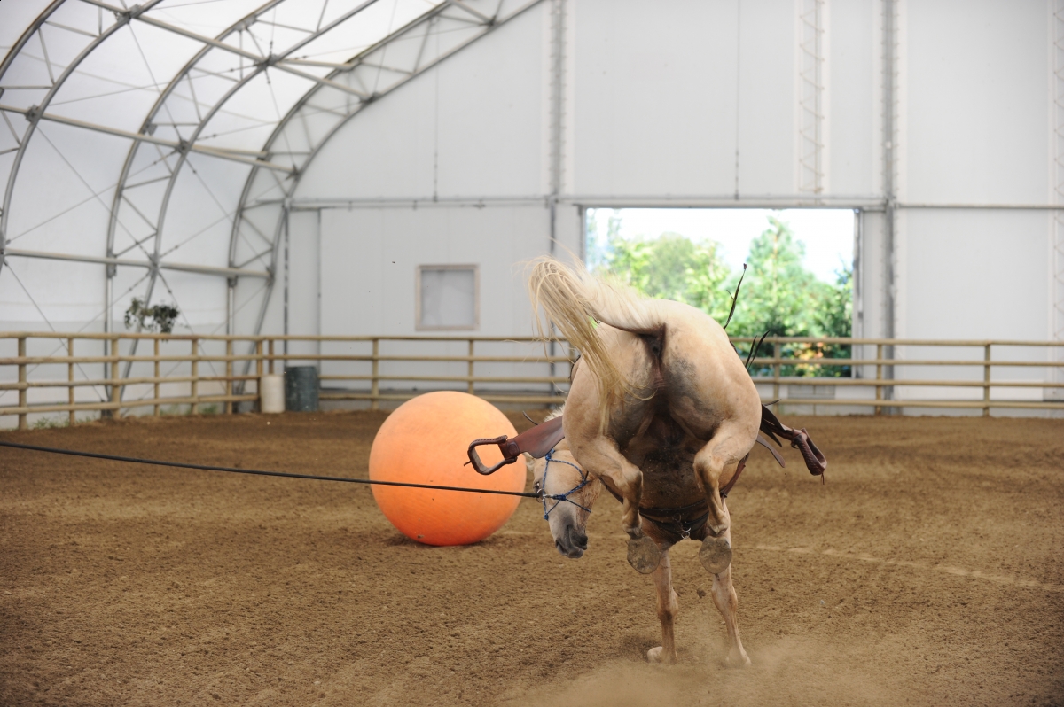 desensitizing the horse, Horsemanship Horse Training, restarting horse training, jonathan field, training young horse, equine neutral Lateral Bends, Disengaging the horse Hindquarters, Mounting horse from Both Sides