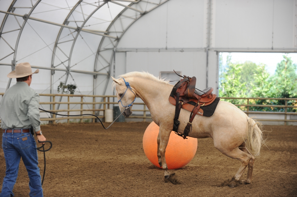 desensitizing the horse, Horsemanship Horse Training, restarting horse training, jonathan field, training young horse, equine neutral Lateral Bends, Disengaging the horse Hindquarters, Mounting horse from Both Sides