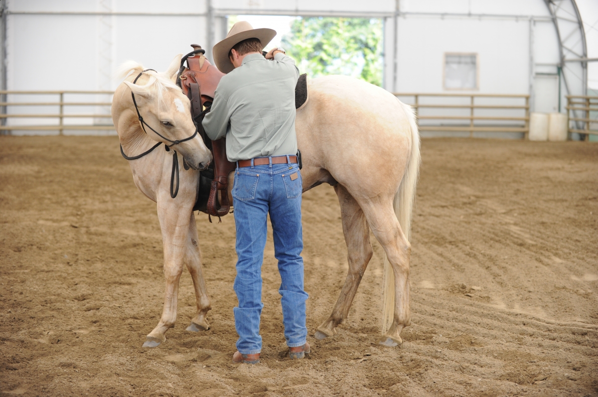 desensitizing the horse, Horsemanship Horse Training, restarting horse training, jonathan field, training young horse, equine neutral Lateral Bends, Disengaging the horse Hindquarters, Mounting horse from Both Sides