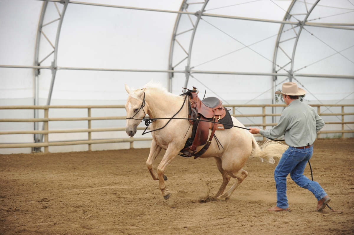 desensitizing the horse, Horsemanship Horse Training, restarting horse training, jonathan field, training young horse, equine neutral Lateral Bends, Disengaging the horse Hindquarters, Mounting horse from Both Sides