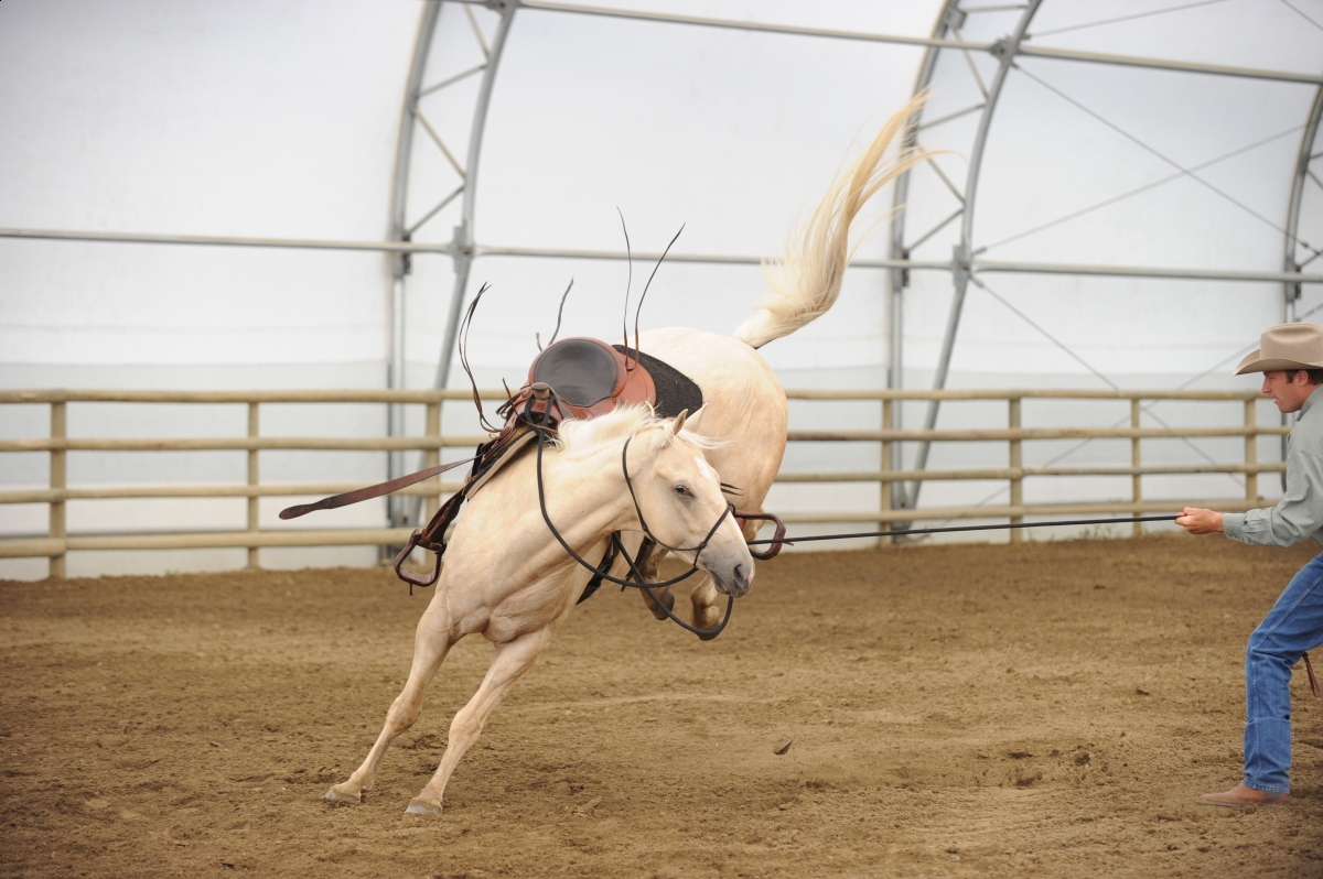 desensitizing the horse, Horsemanship Horse Training, restarting horse training, jonathan field, training young horse, equine neutral Lateral Bends, Disengaging the horse Hindquarters, Mounting horse from Both Sides