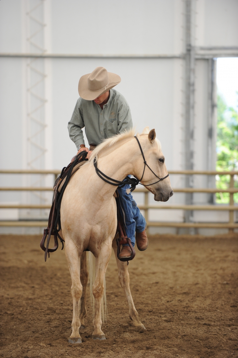 desensitizing the horse, Horsemanship Horse Training, restarting horse training, jonathan field, training young horse, equine neutral Lateral Bends, Disengaging the horse Hindquarters, Mounting horse from Both Sides