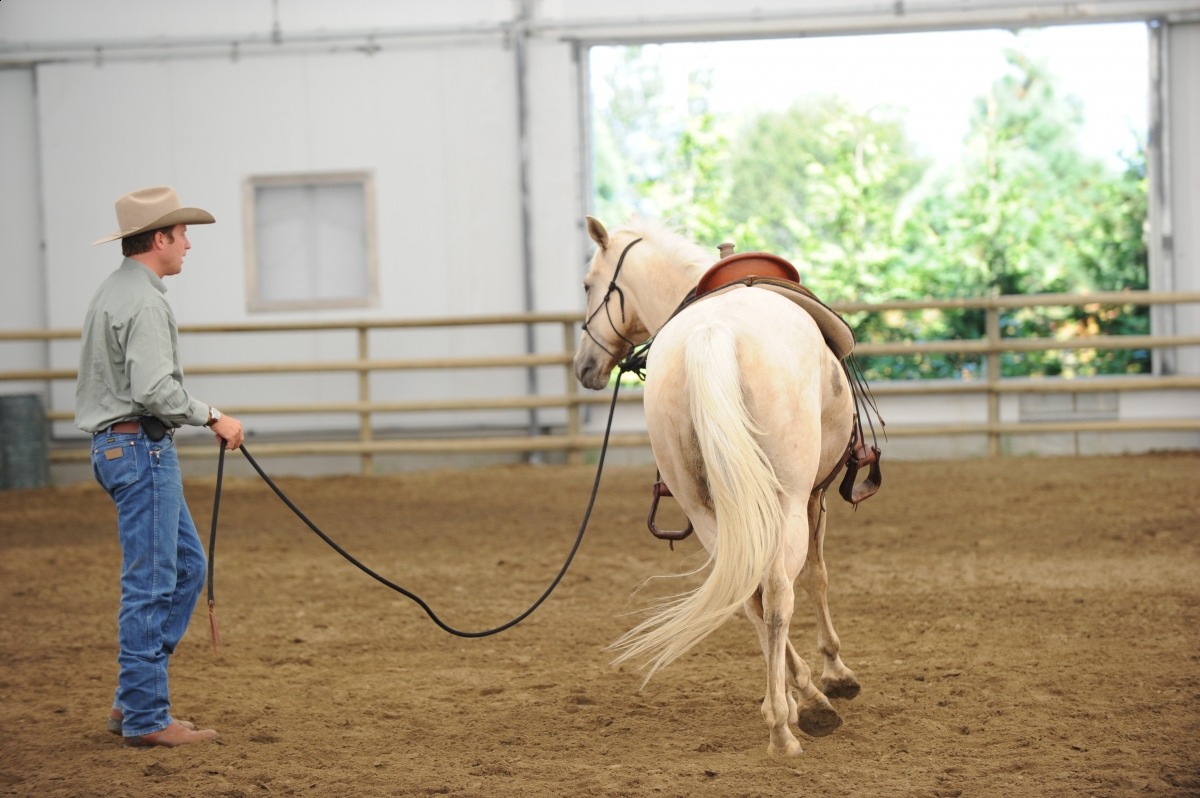 desensitizing the horse, Horsemanship Horse Training, restarting horse training, jonathan field, training young horse, equine neutral Lateral Bends, Disengaging the horse Hindquarters, Mounting horse from Both Sides