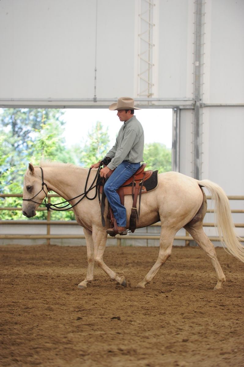 desensitizing the horse, Horsemanship Horse Training, restarting horse training, jonathan field, training young horse, equine neutral Lateral Bends, Disengaging the horse Hindquarters, Mounting horse from Both Sides
