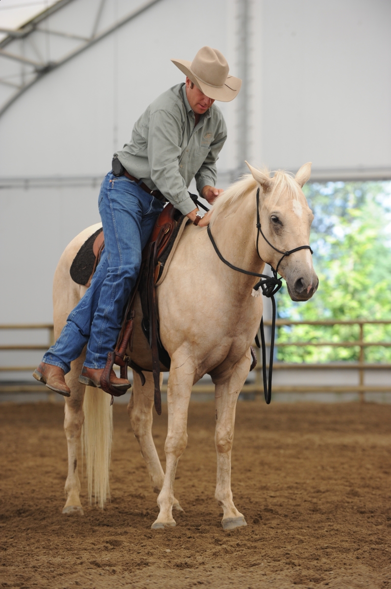 desensitizing the horse, Horsemanship Horse Training, restarting horse training, jonathan field, training young horse, equine neutral Lateral Bends, Disengaging the horse Hindquarters, Mounting horse from Both Sides