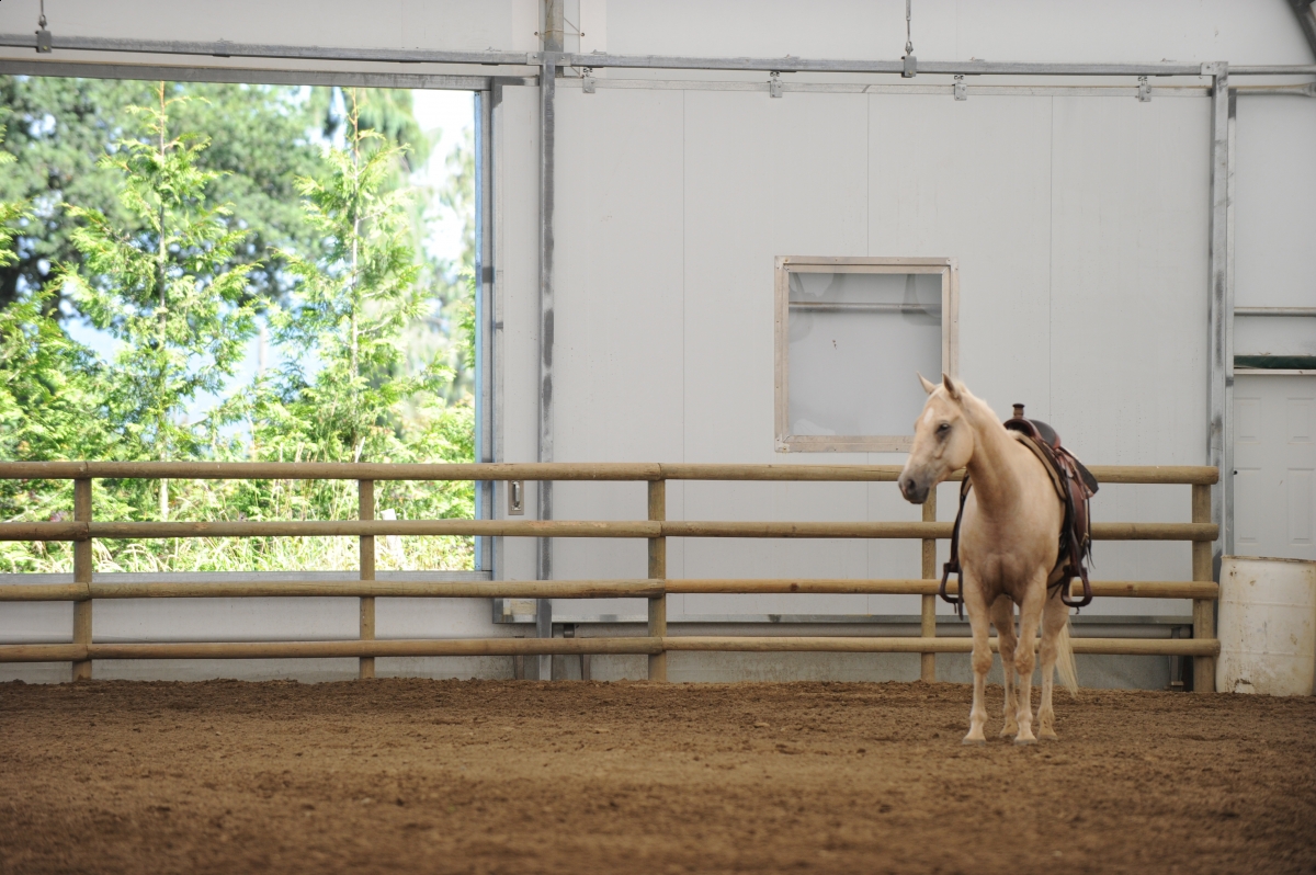 desensitizing the horse, Horsemanship Horse Training, restarting horse training, jonathan field, training young horse, equine neutral Lateral Bends, Disengaging the horse Hindquarters, Mounting horse from Both Sides